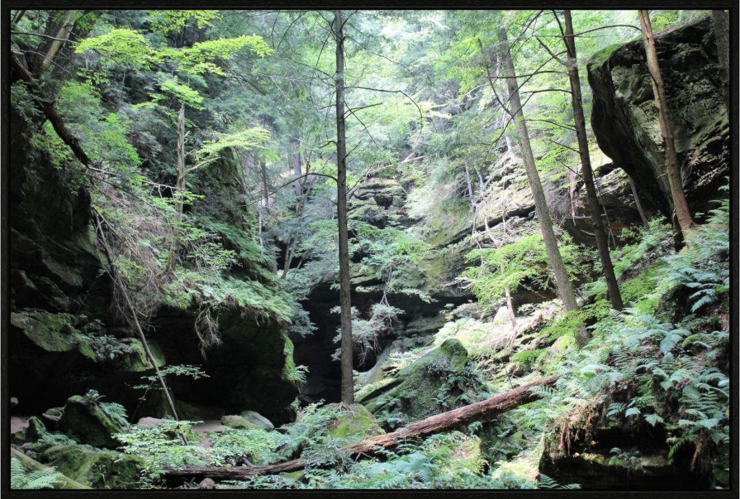 Main image Woodland trek