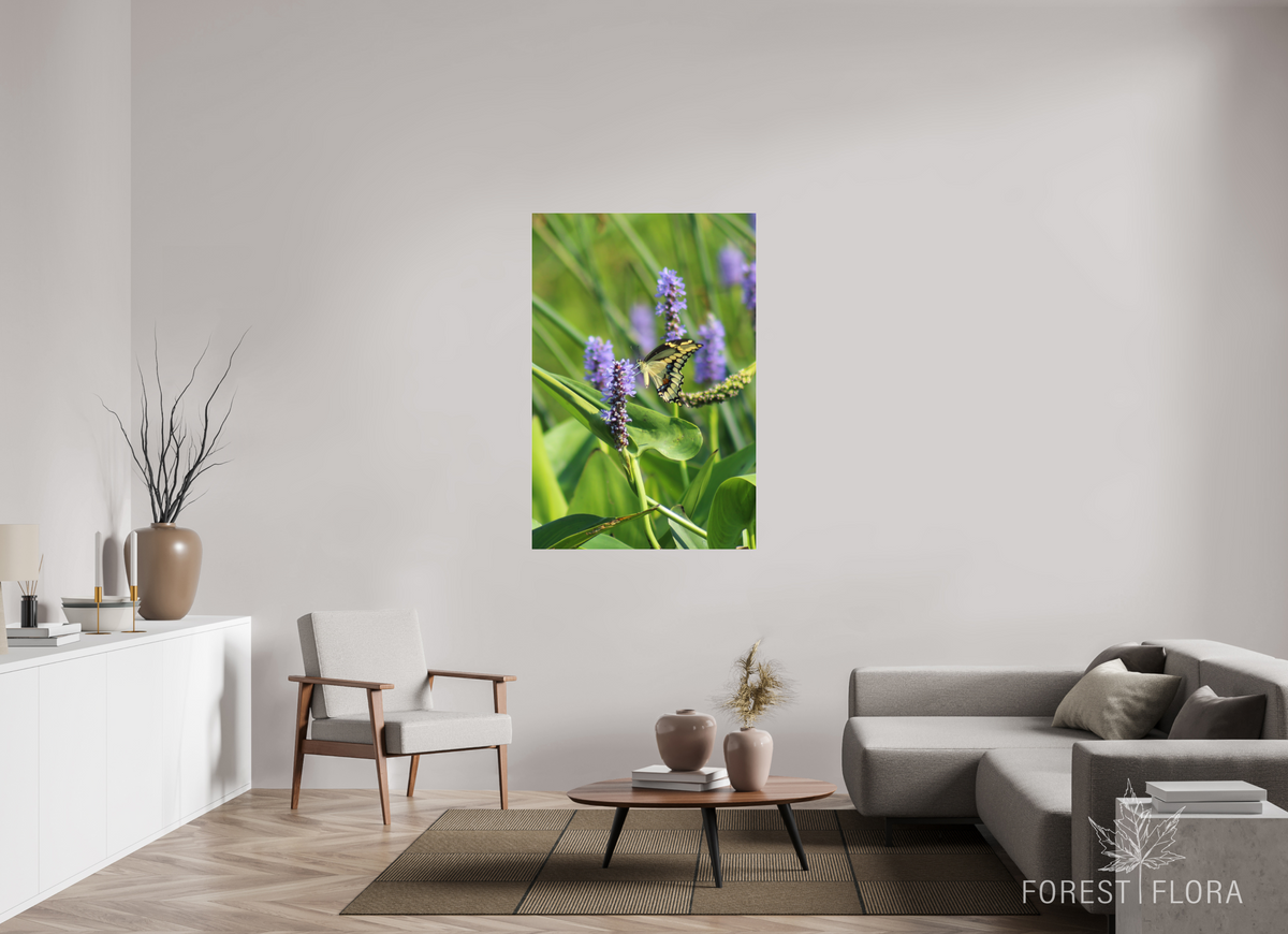 36 x 54″, Photo Print Under Acrylic Glass Giant swallowtail on pickeralweed