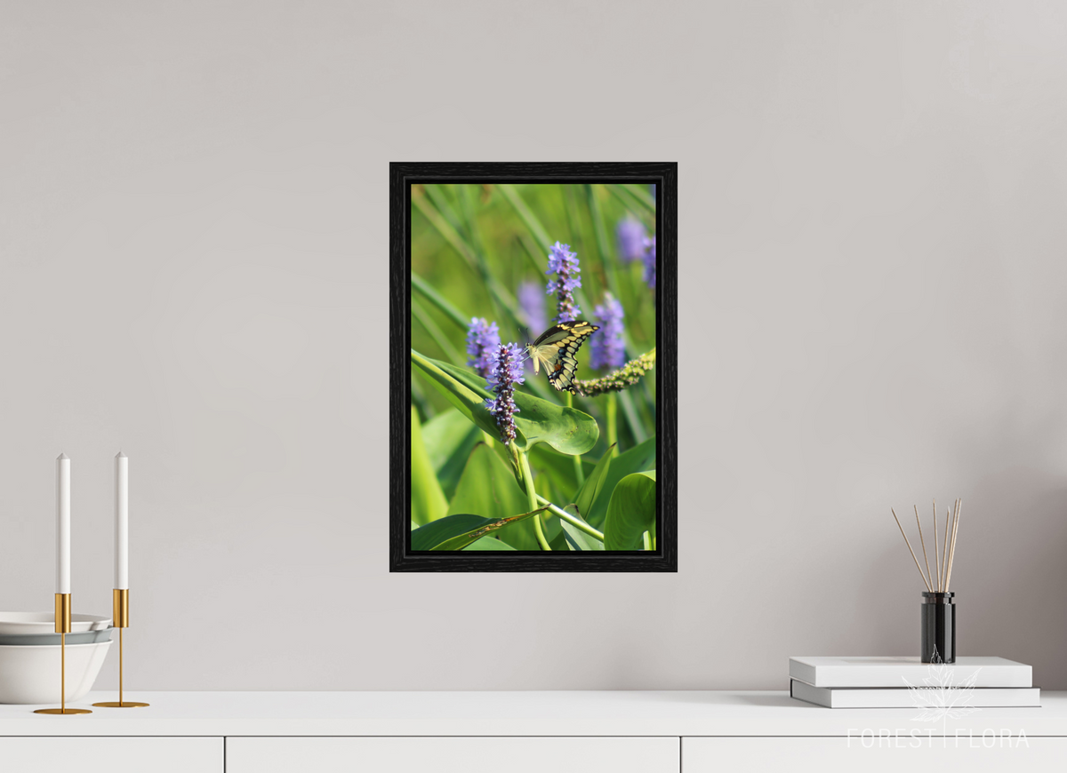 10 x 15″, Floater Frame Giant swallowtail on pickeralweed