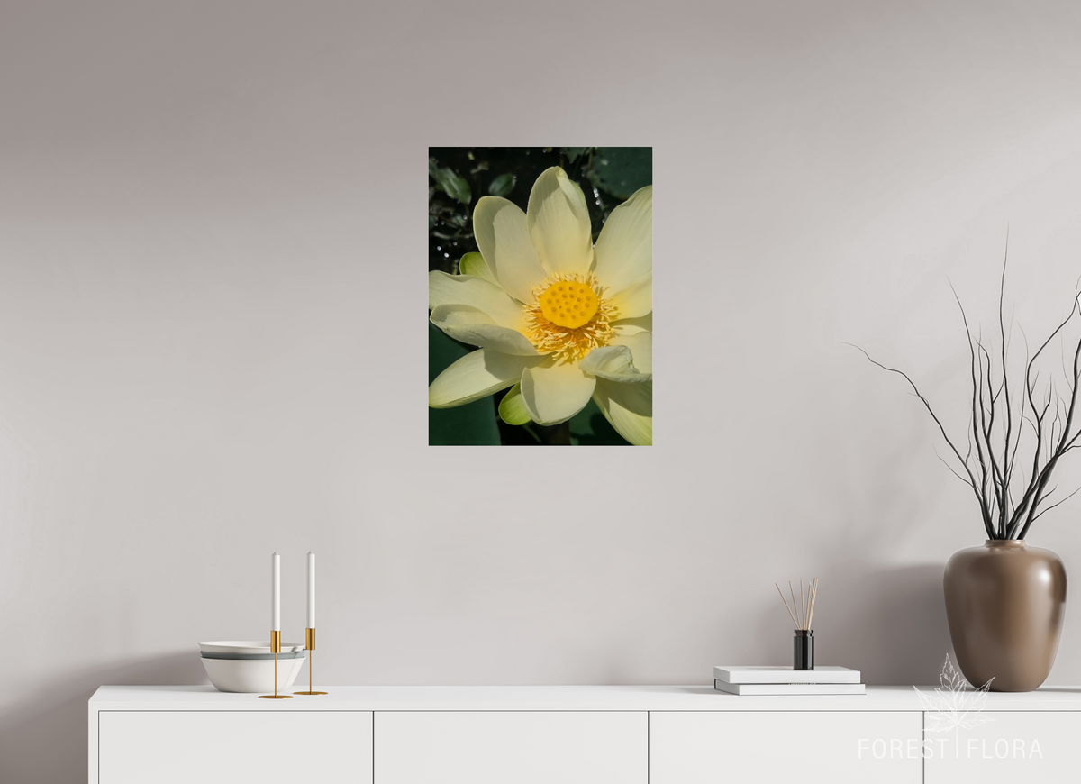 18 x 24″, Photo Print Under Acrylic Glass American lotus