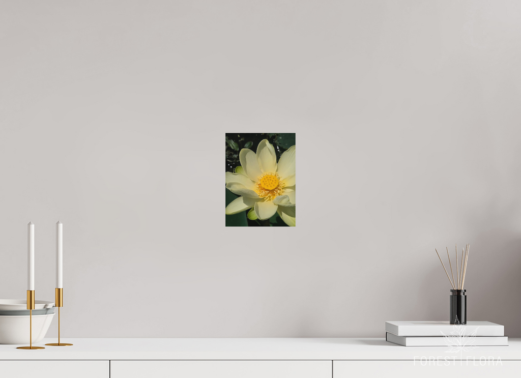 6 x 8″, aluminum print American lotus