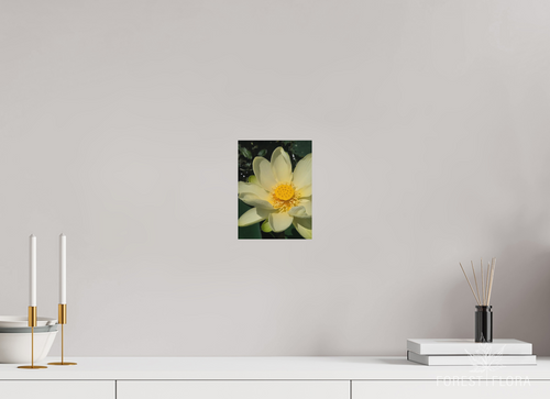 6 x 8″, aluminum print American lotus