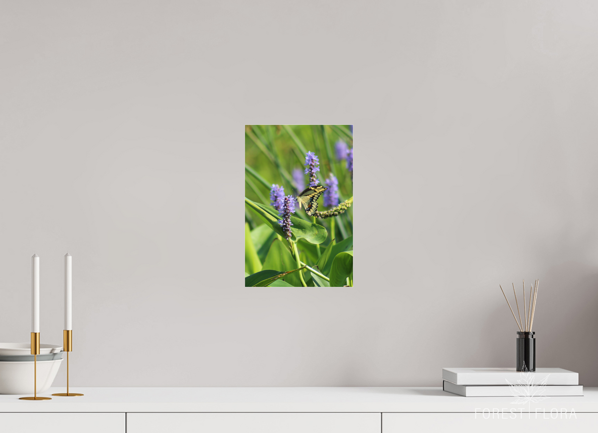 8 x 12″, Photo Print Under Acrylic Glass Giant swallowtail on pickeralweed