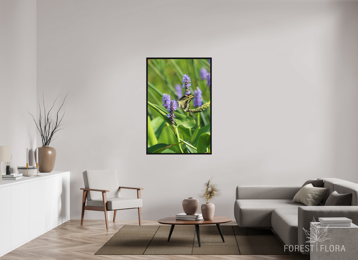 36 x 54″, Floater Frame Giant swallowtail on pickeralweed