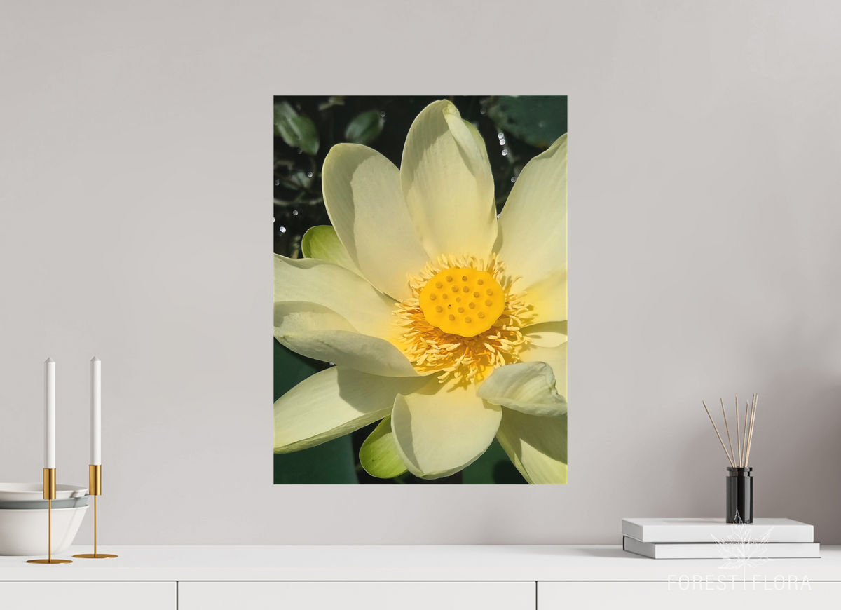 15 x 20″, canvas wrap American lotus