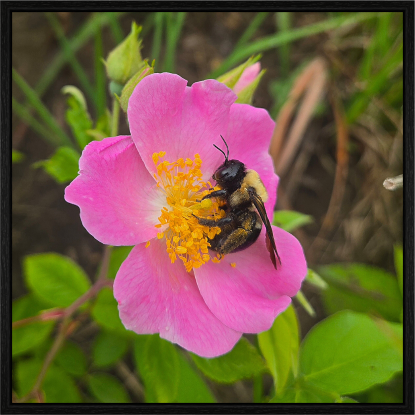 Main image Pollinator at restt