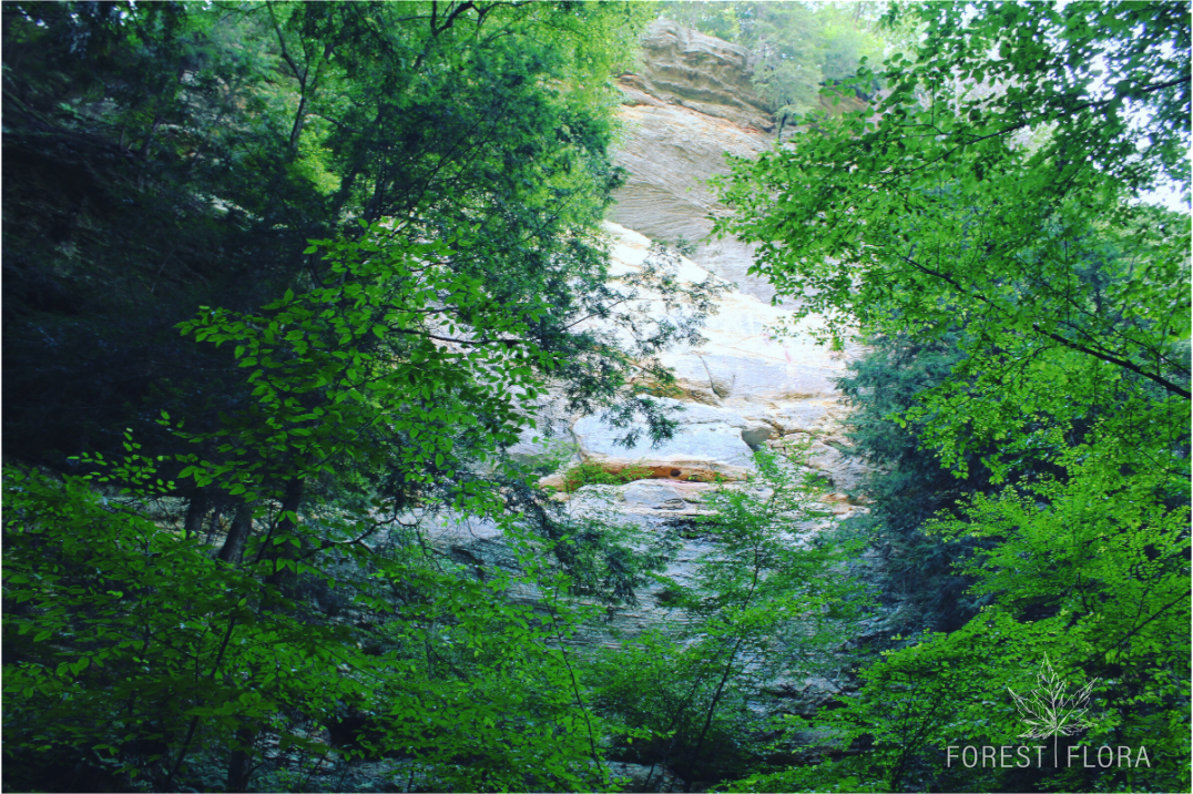 Main image Sanstone cliffs