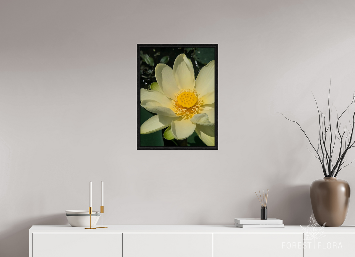 18 x 24″, Floater Frame American lotus