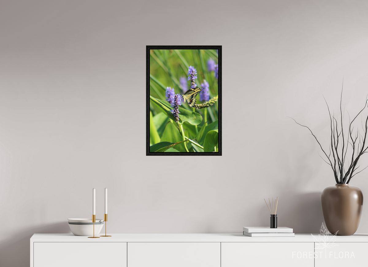 16 x 24″, Floater Frame Giant swallowtail on pickeralweed