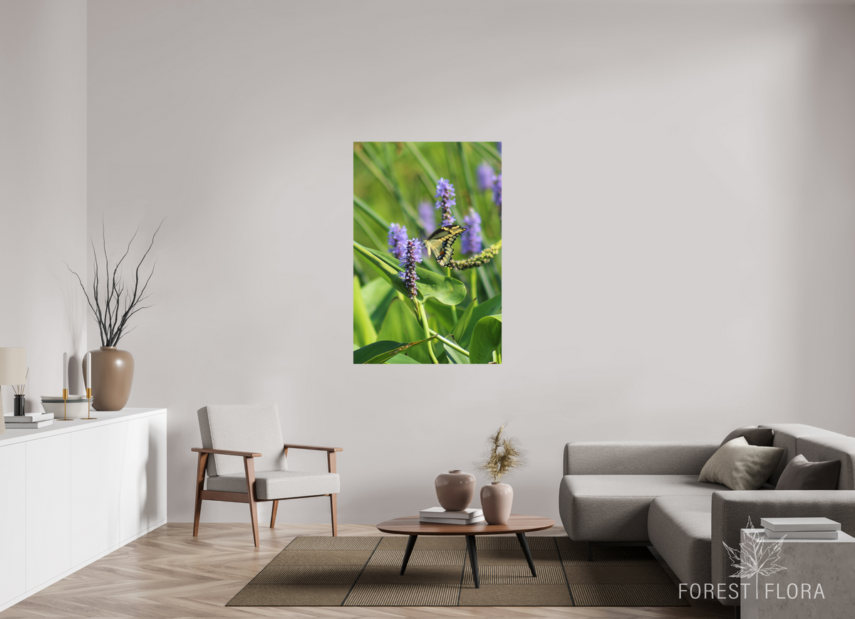 36 x 54″, Photo Print On Fuji Crystal DP II Giant swallowtail on pickeralweed