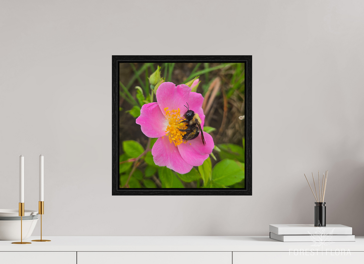 15 x 15″, Floater Frame Pollinator at restt