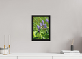 8 x 12″, Floater Frame Giant swallowtail on pickeralweed