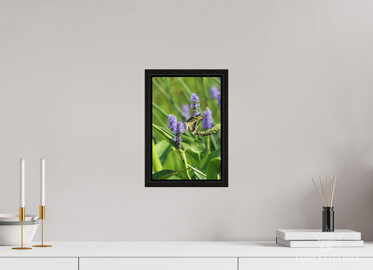 8 x 12″, Floater Frame Giant swallowtail on pickeralweed