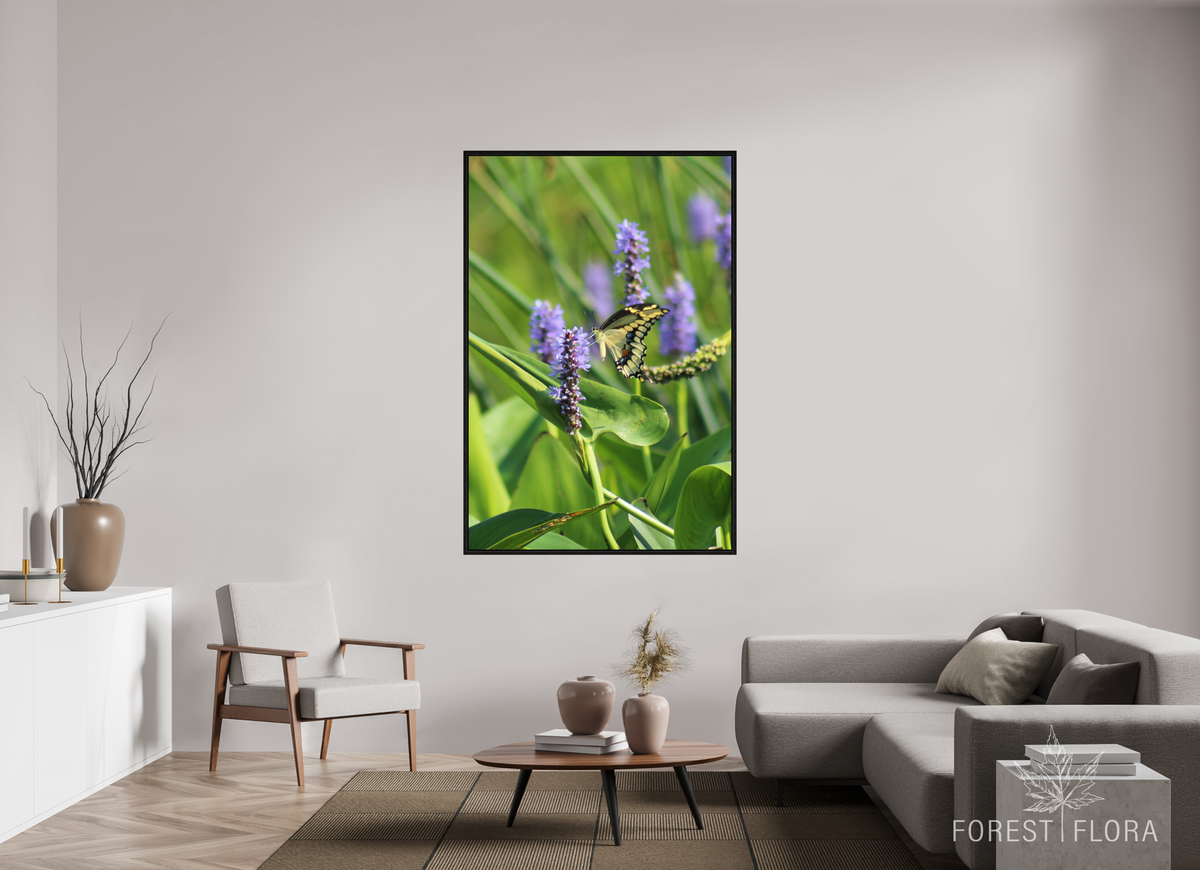 44 x 66″, Floater Frame Giant swallowtail on pickeralweed