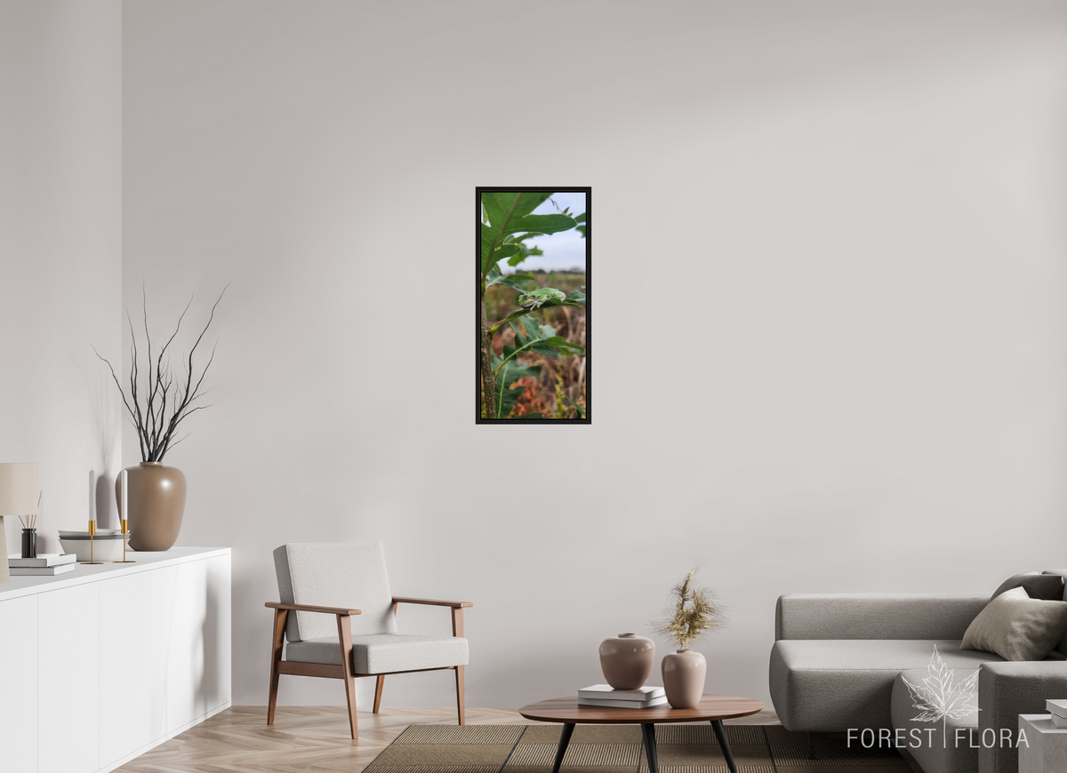 16 x 34.6″, Floater Frame Grey treefrog