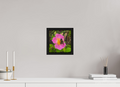 8 x 8″, Floater Frame Pollinator at restt
