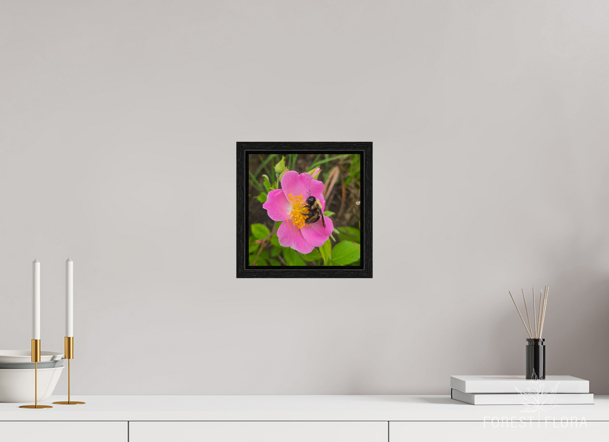 8 x 8″, Floater Frame Pollinator at restt