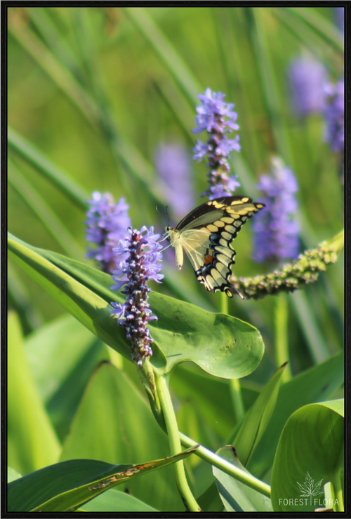 Main image Giant swallowtail on pickeralweed
