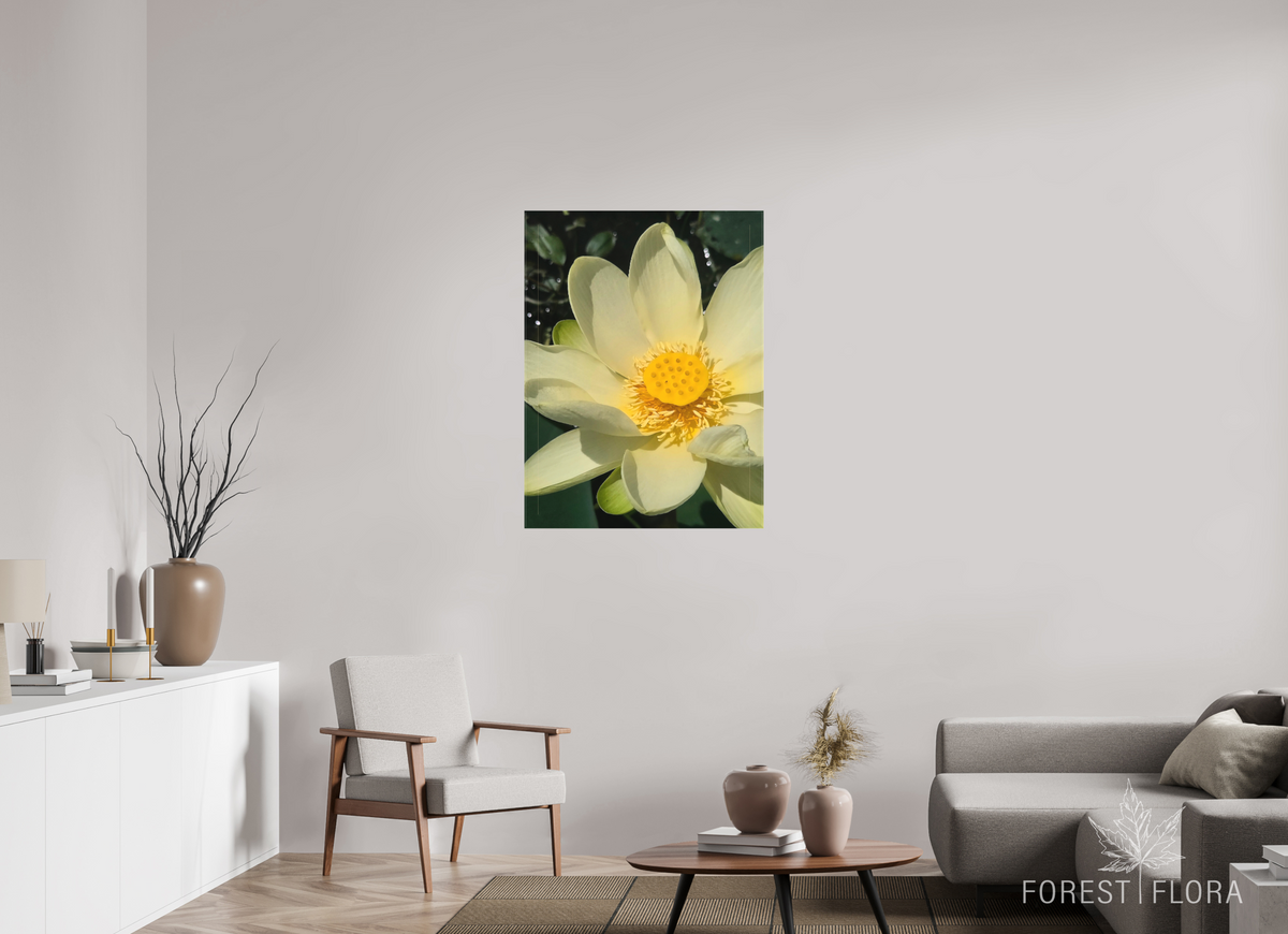 30 x 40″, canvas wrap American lotus