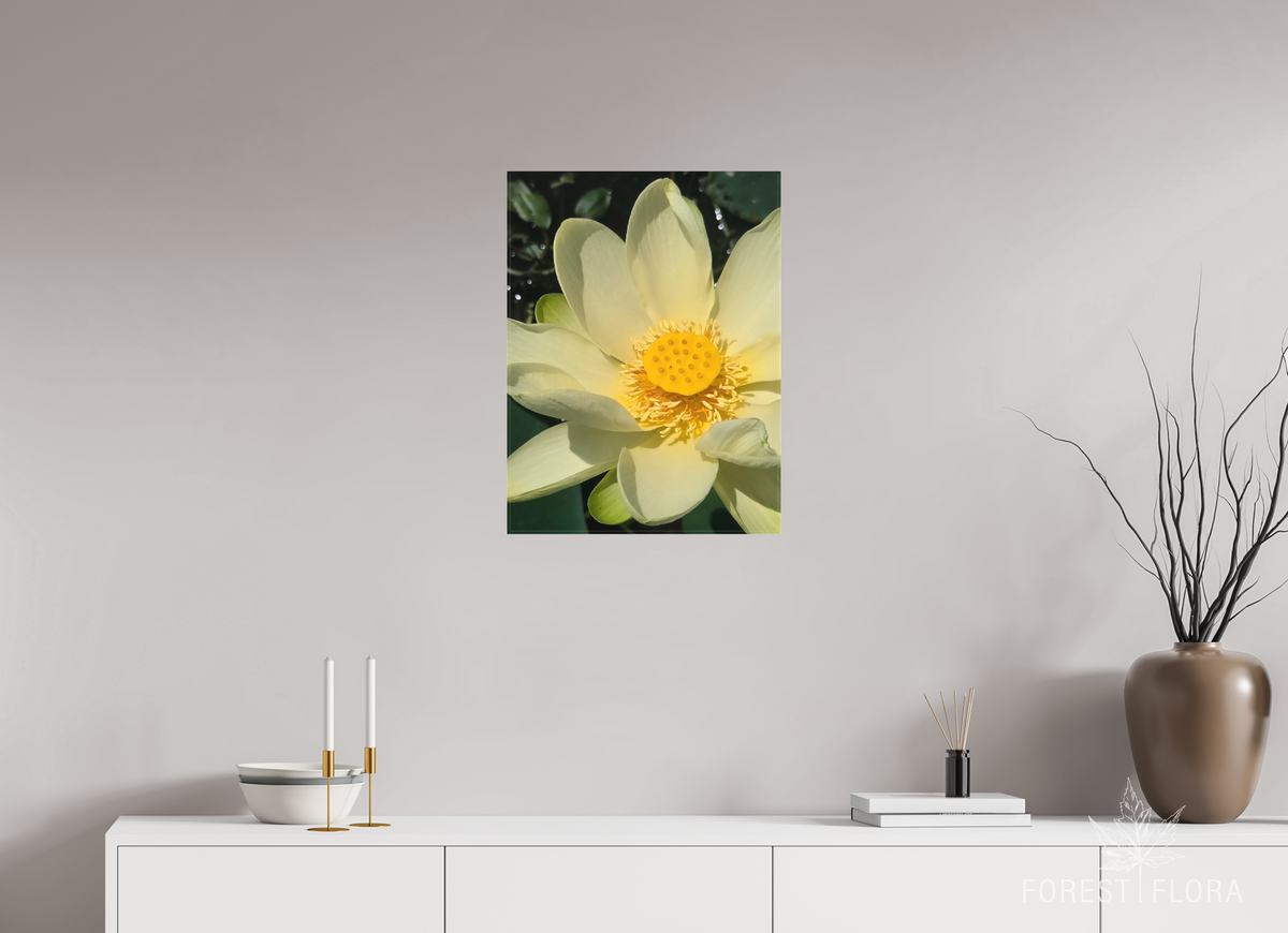 18 x 24″, canvas wrap American lotus