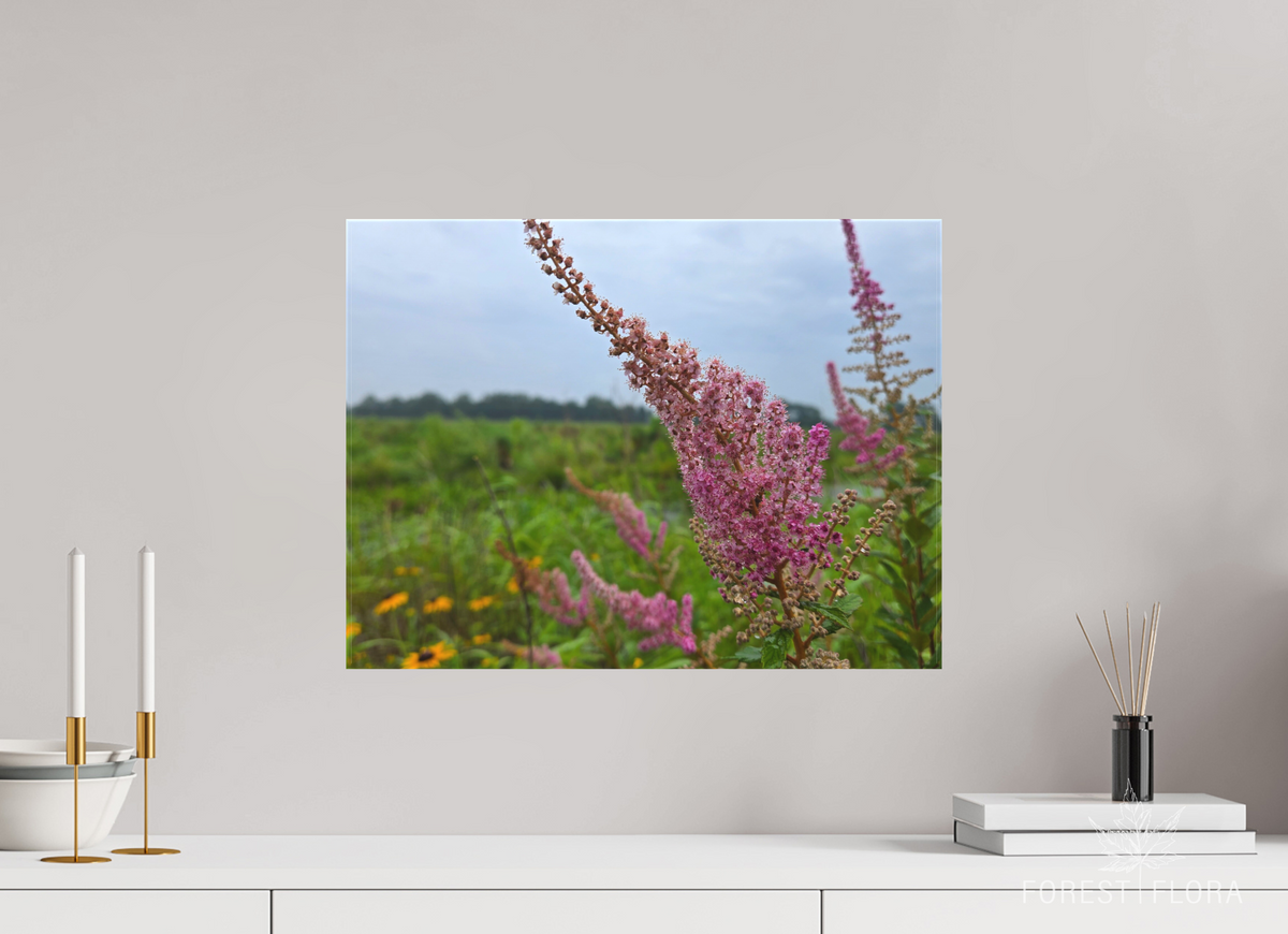 20 x 15″, canvas wrap Spireae Spires