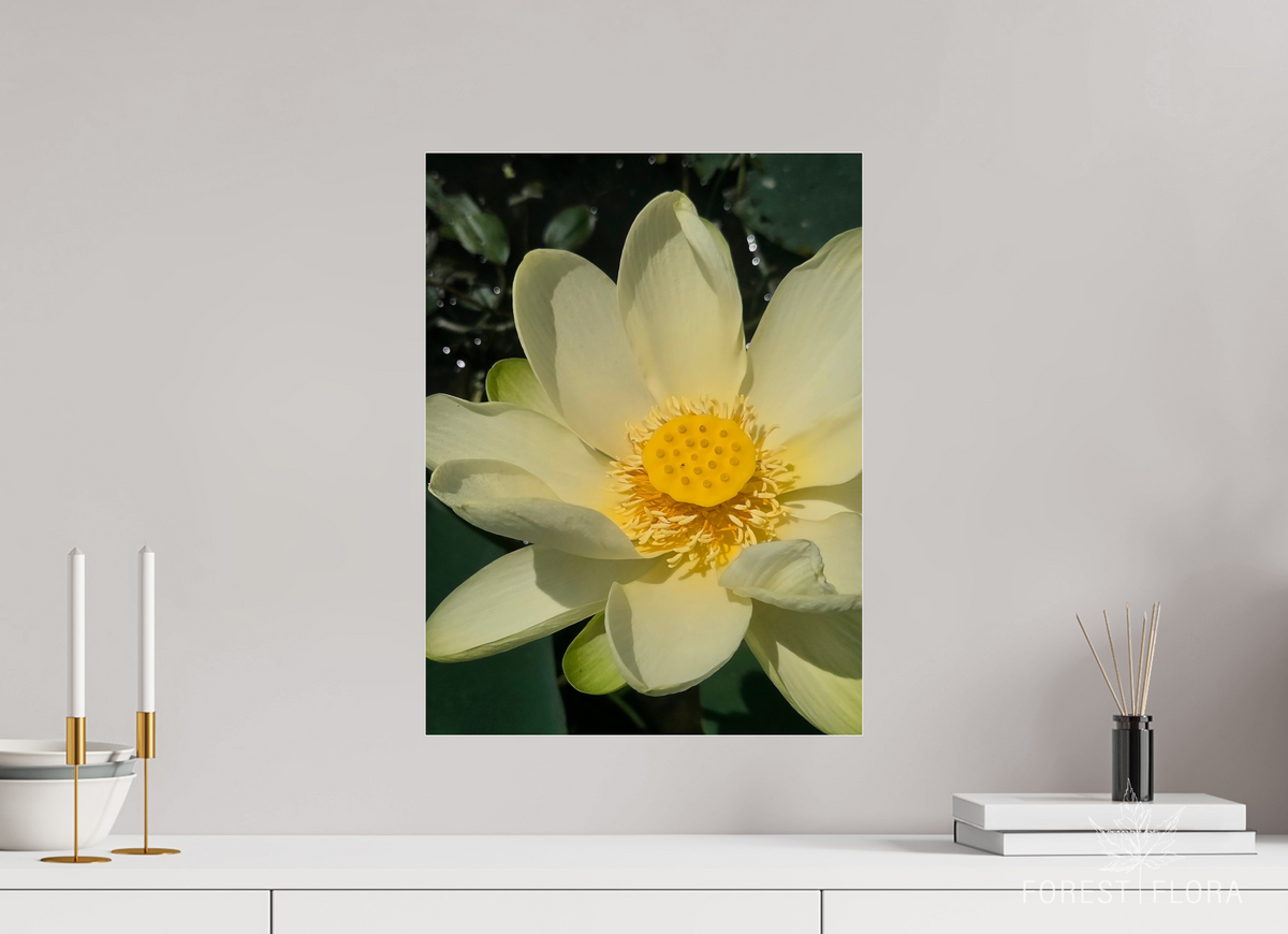 15 x 20″, Photo Print Under Acrylic Glass American lotus