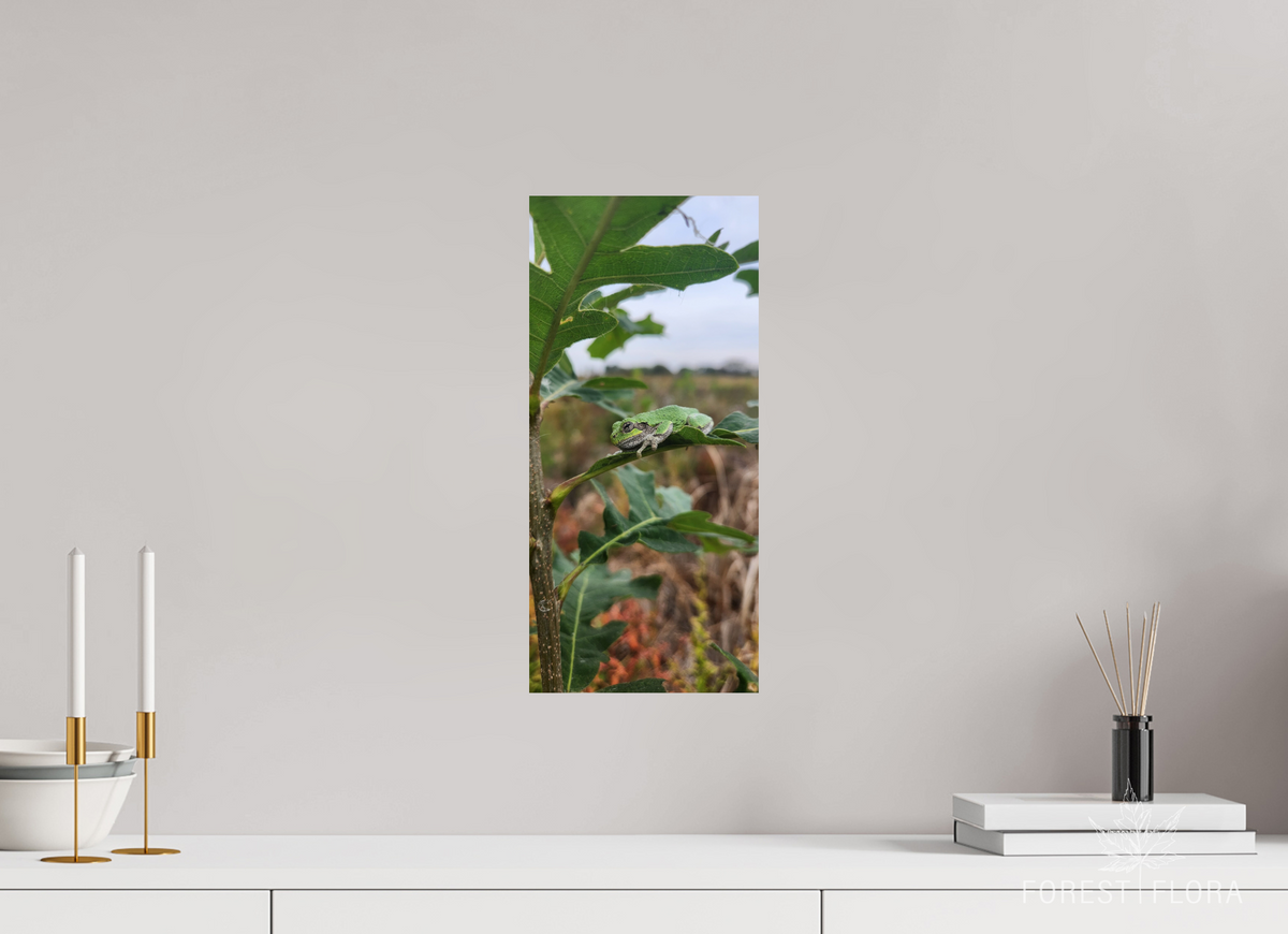 8 x 17.3″, Photo Print On Fuji Crystal DP II Grey treefrog