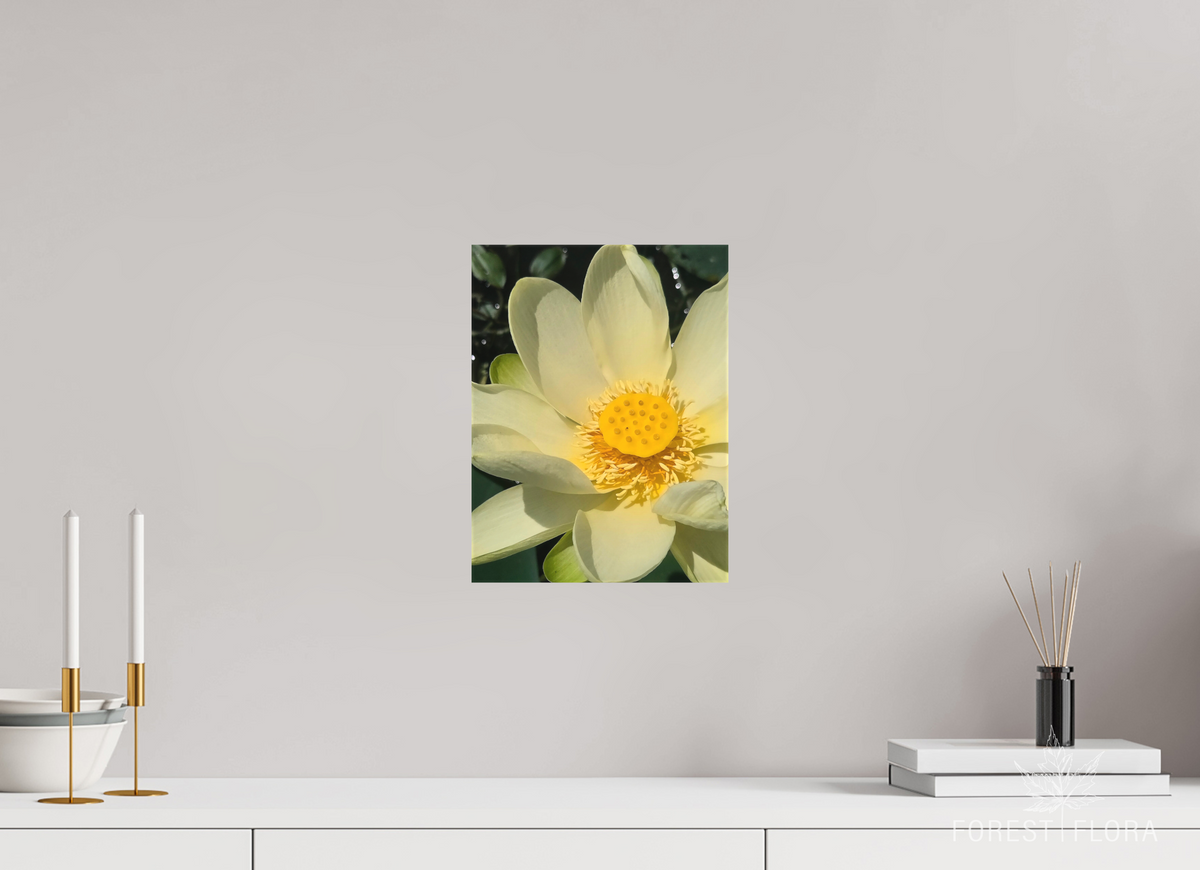 9 x 12″, canvas wrap American lotus