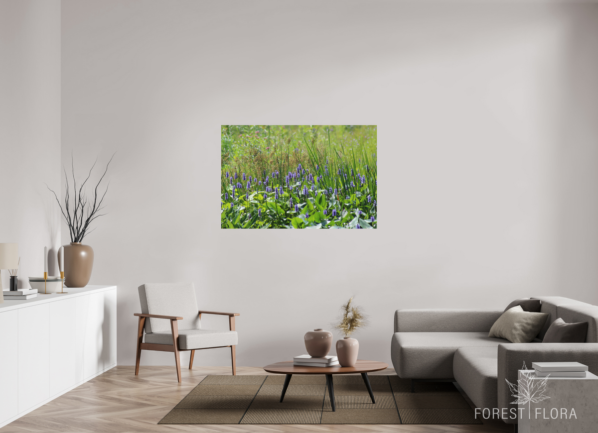 54 x 36″, Photo Print On Fuji Crystal DP II Pickeralweed pond