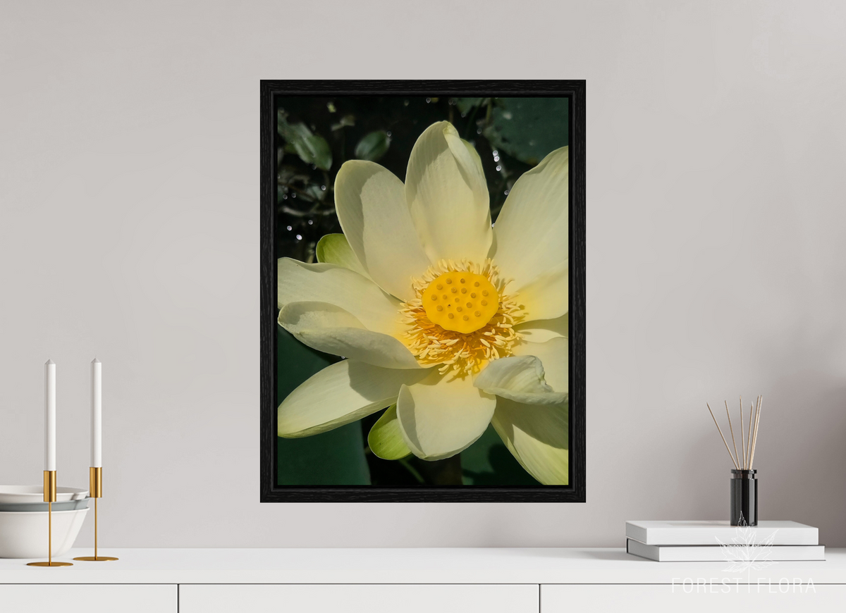 15 x 20″, Floater Frame American lotus