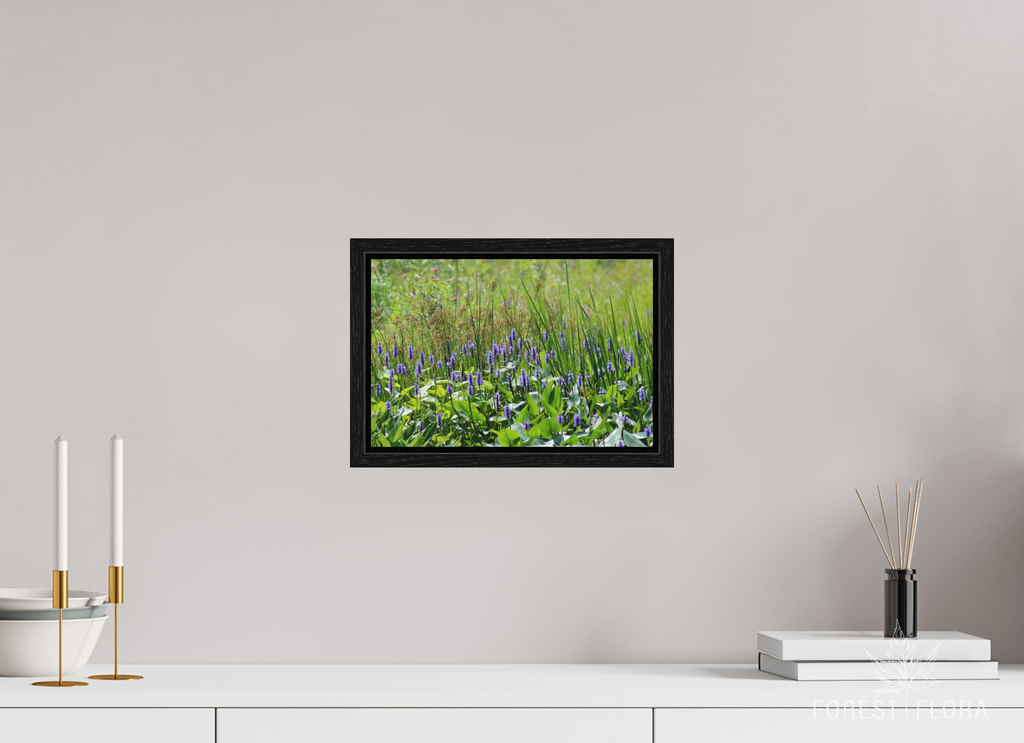 12 x 8″, Floater Frame Pickeralweed pond
