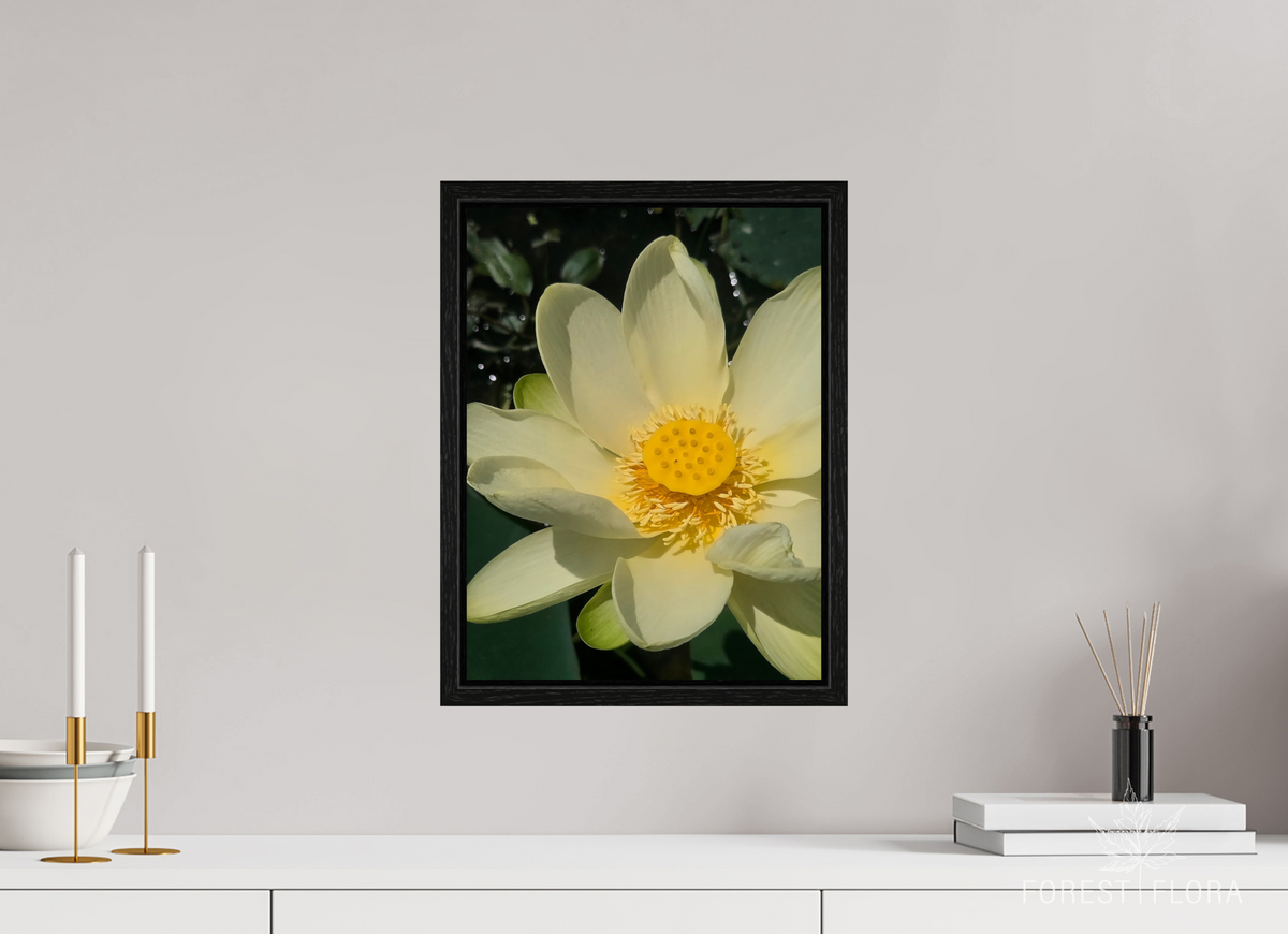 12 x 16″, Floater Frame American lotus