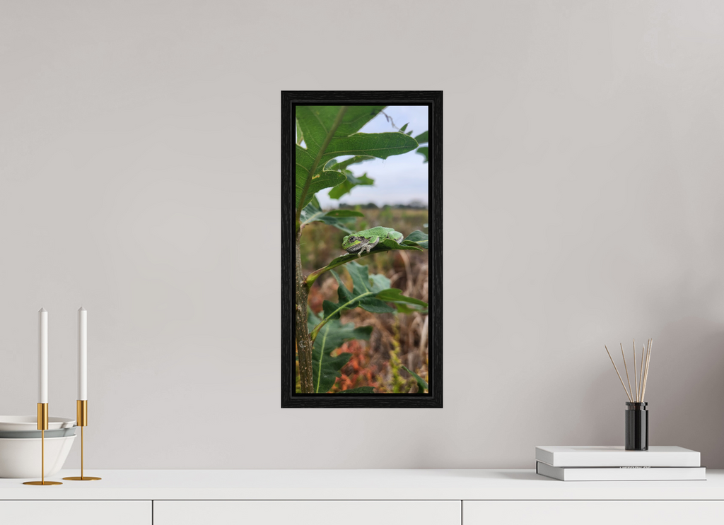 8 x 17.3″, Floater Frame Grey treefrog