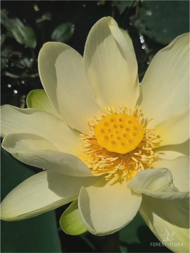 Main image American lotus