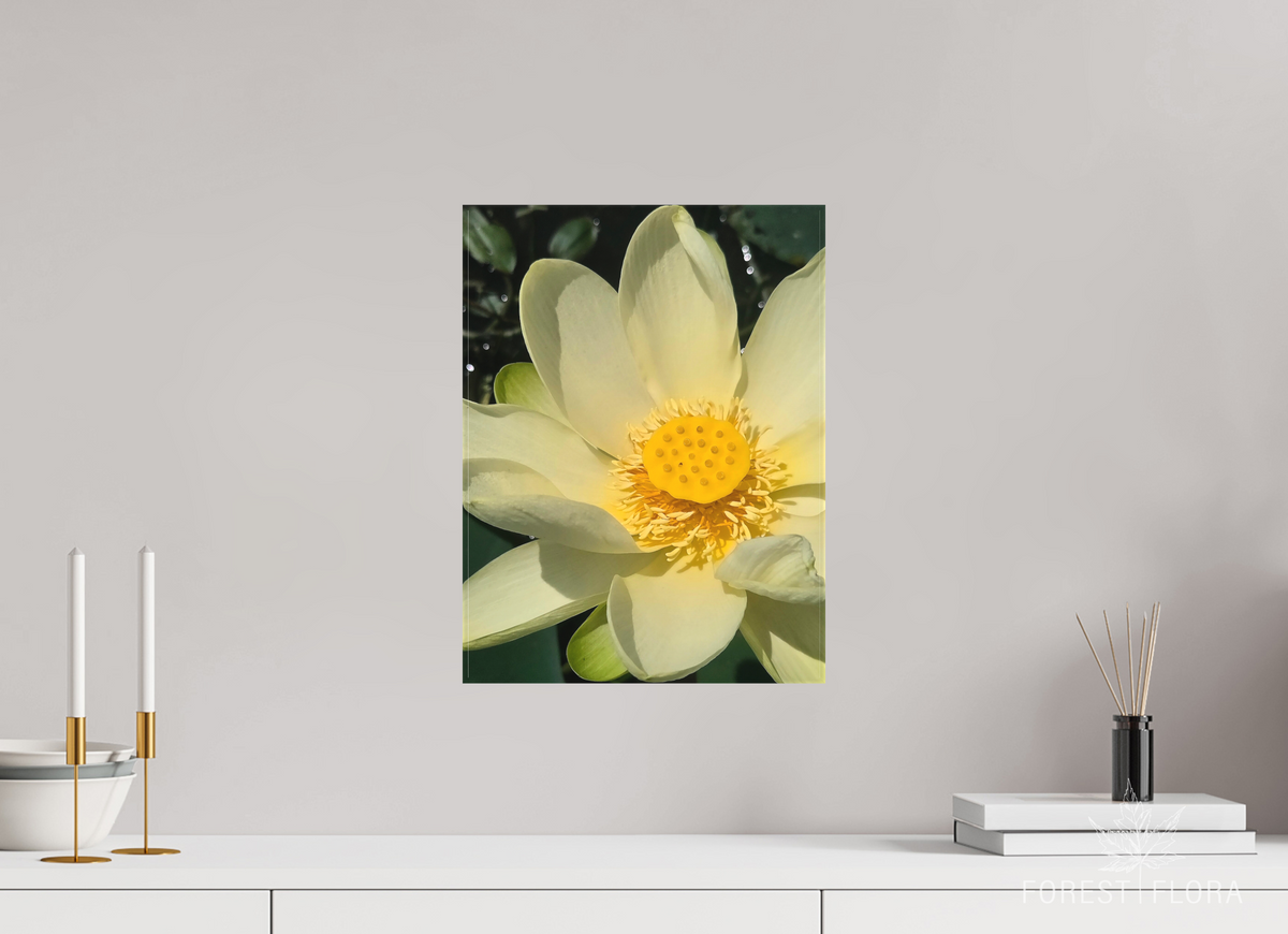 12 x 16″, canvas wrap American lotus