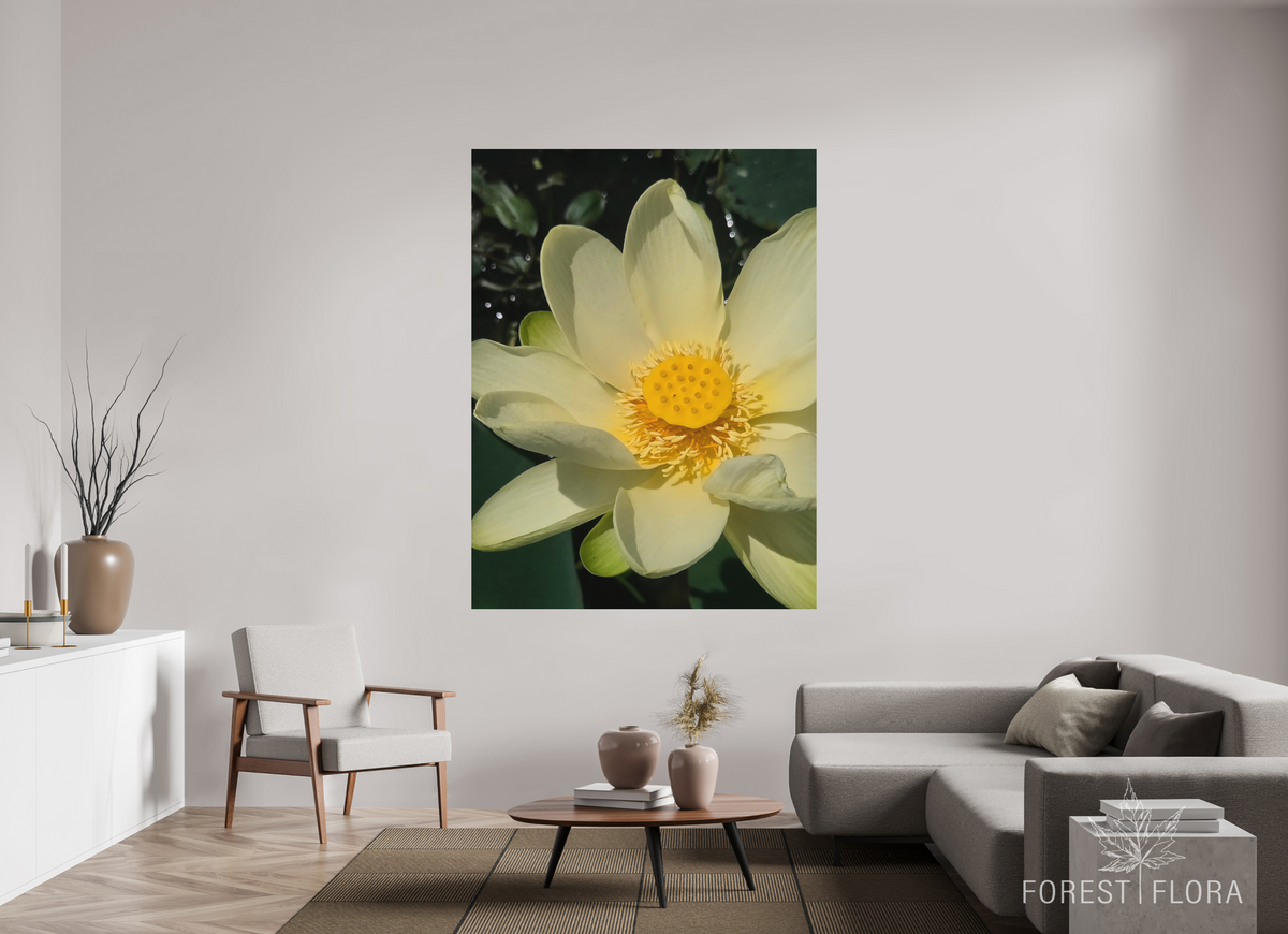 54 x 72″, aluminum print American lotus