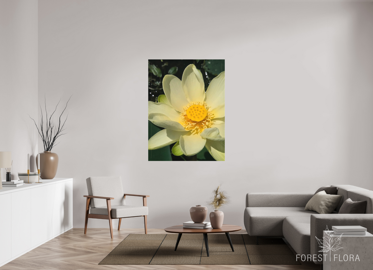 42 x 56″, canvas wrap American lotus