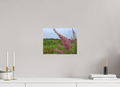 12 x 9″, canvas wrap Spireae Spires