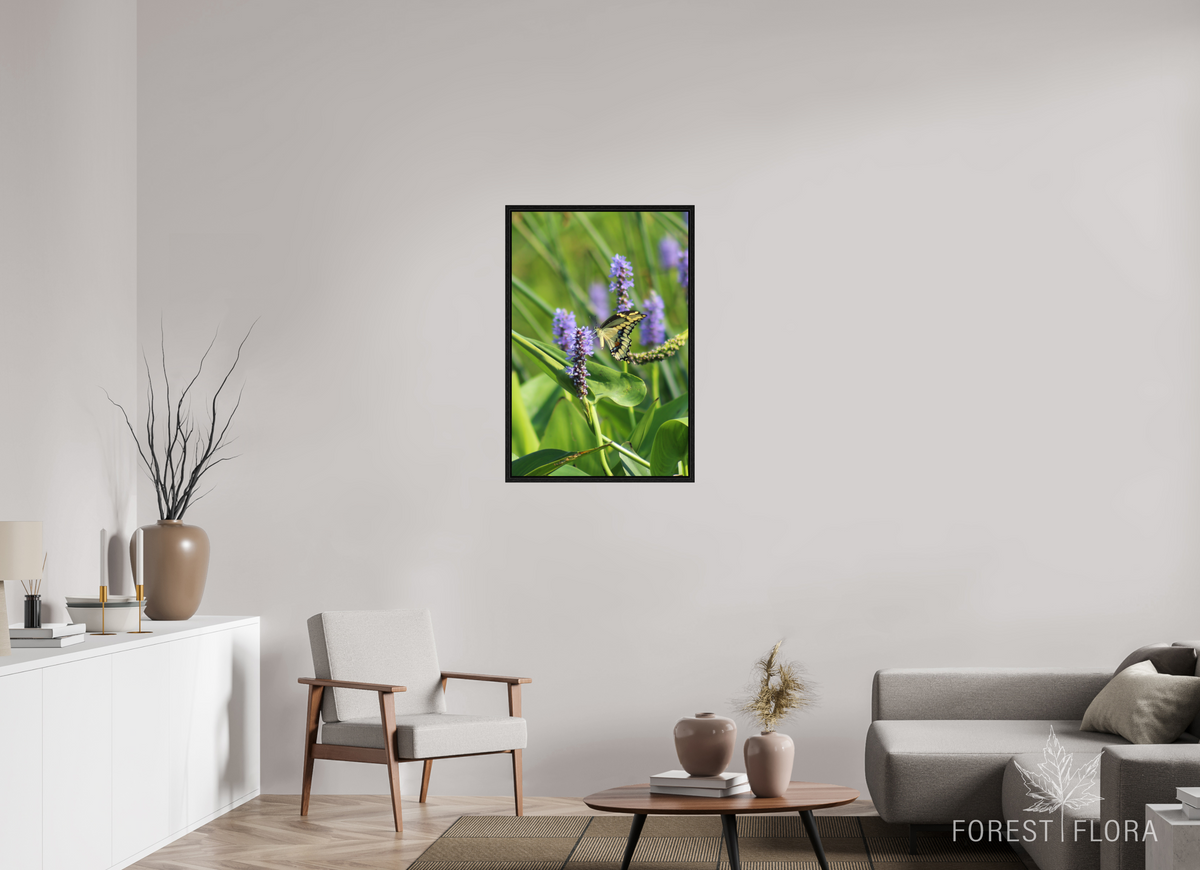 24 x 36″, Floater Frame Giant swallowtail on pickeralweed