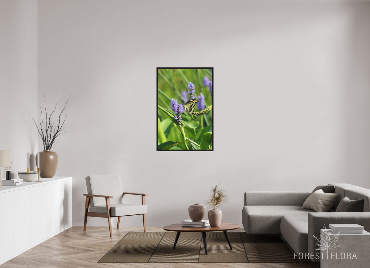 30 x 45″, Floater Frame Giant swallowtail on pickeralweed