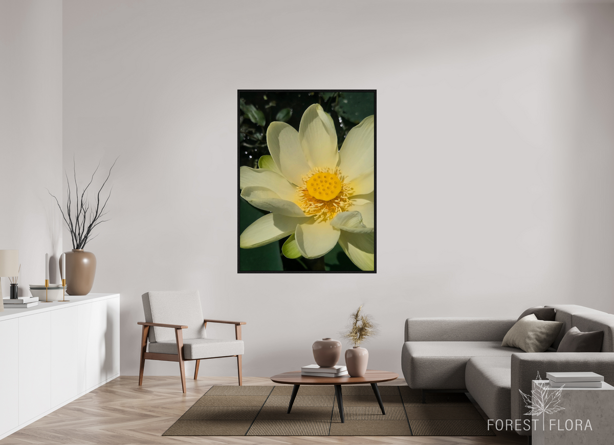 45 x 60″, Floater Frame American lotus