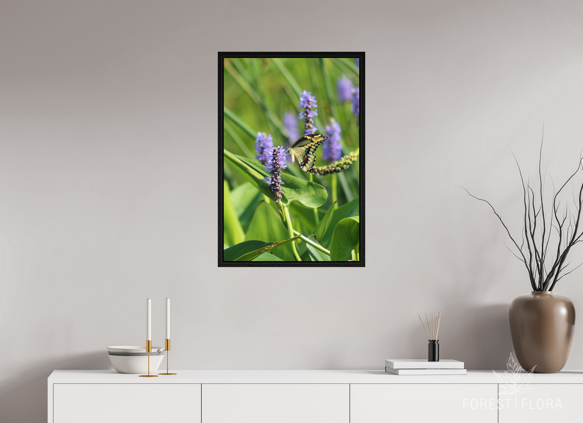 20 x 30″, Floater Frame Giant swallowtail on pickeralweed