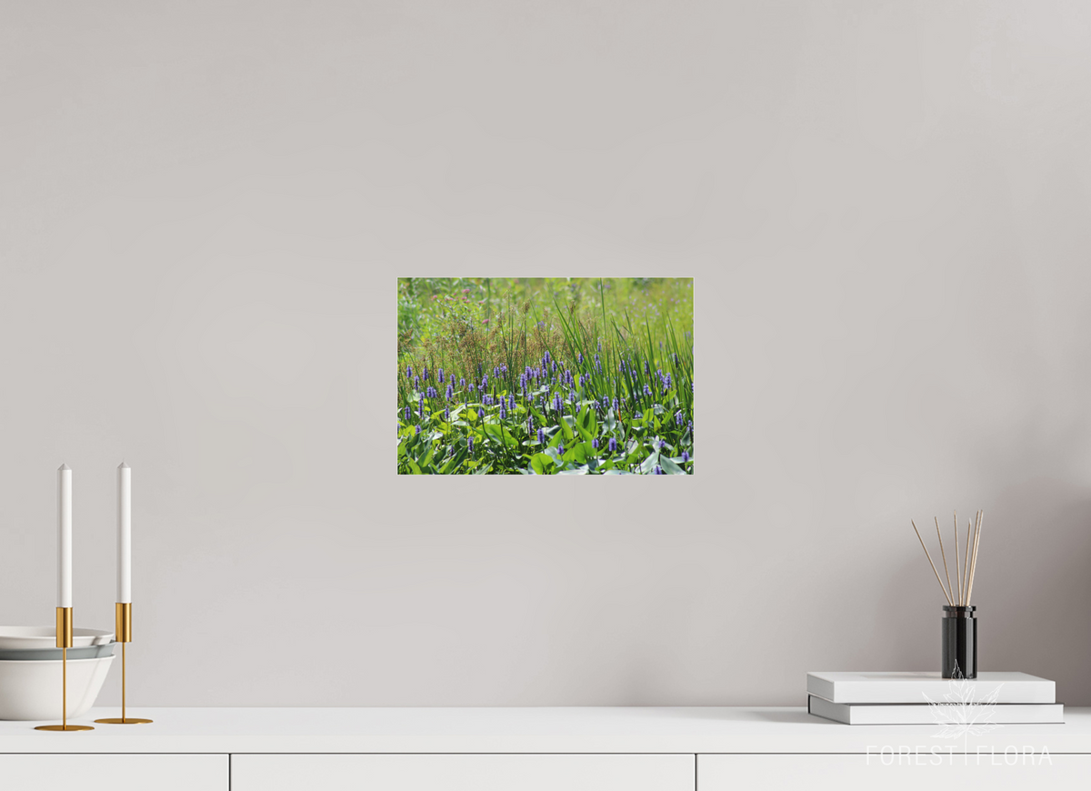 12 x 8″, Photo Print Under Acrylic Glass Pickeralweed pond