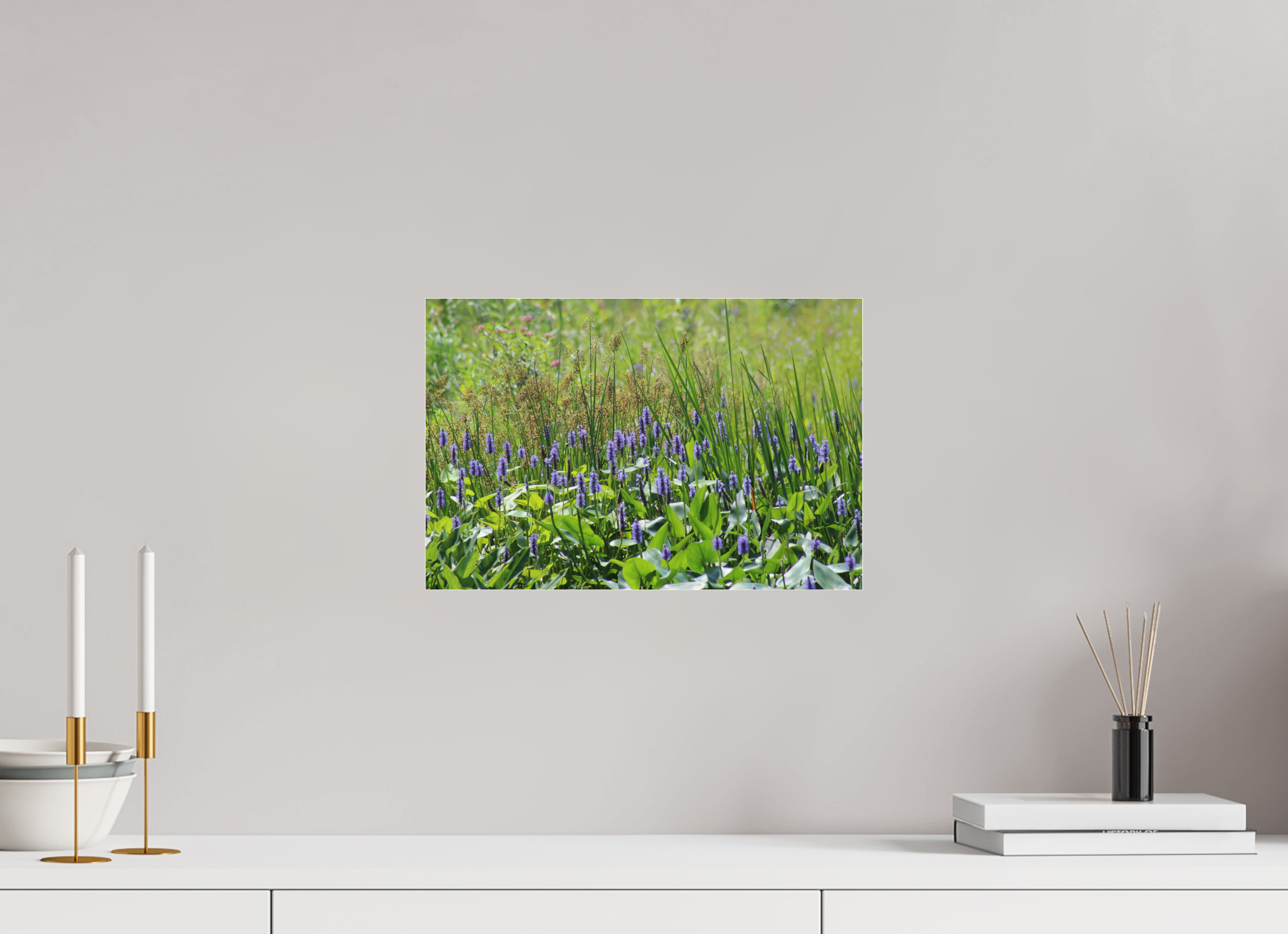 15 x 10″, Photo Print Under Acrylic Glass Pickeralweed pond