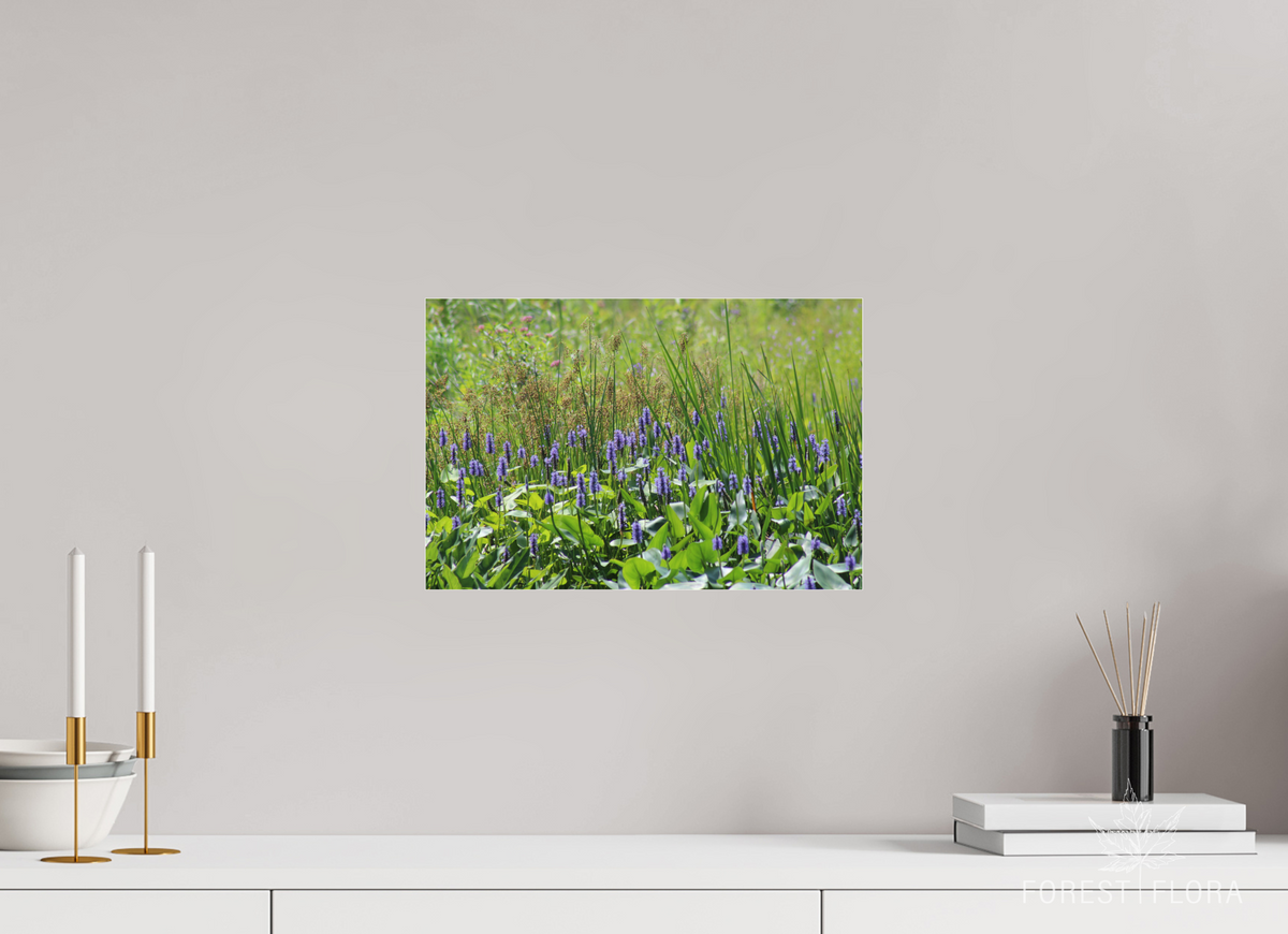 15 x 10″, Photo Print Under Acrylic Glass Pickeralweed pond