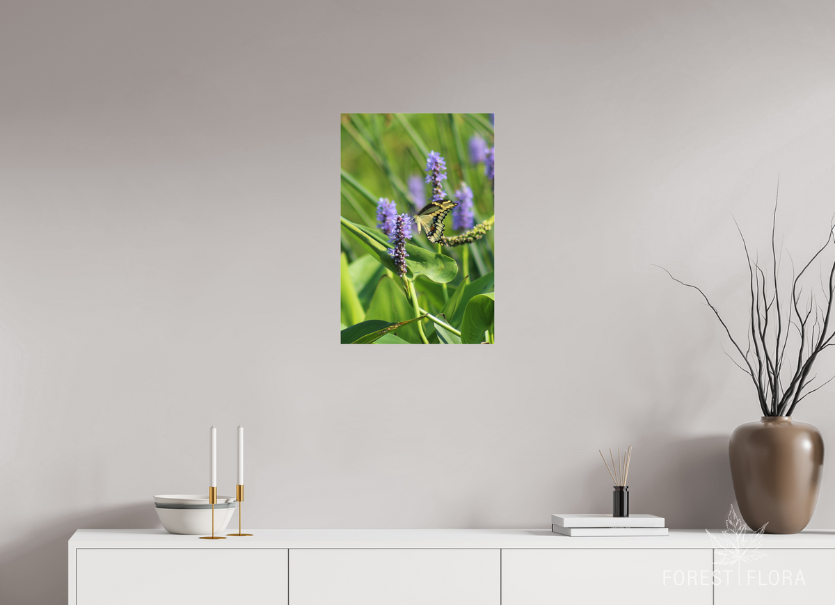 16 x 24″, Photo Print Under Acrylic Glass Giant swallowtail on pickeralweed