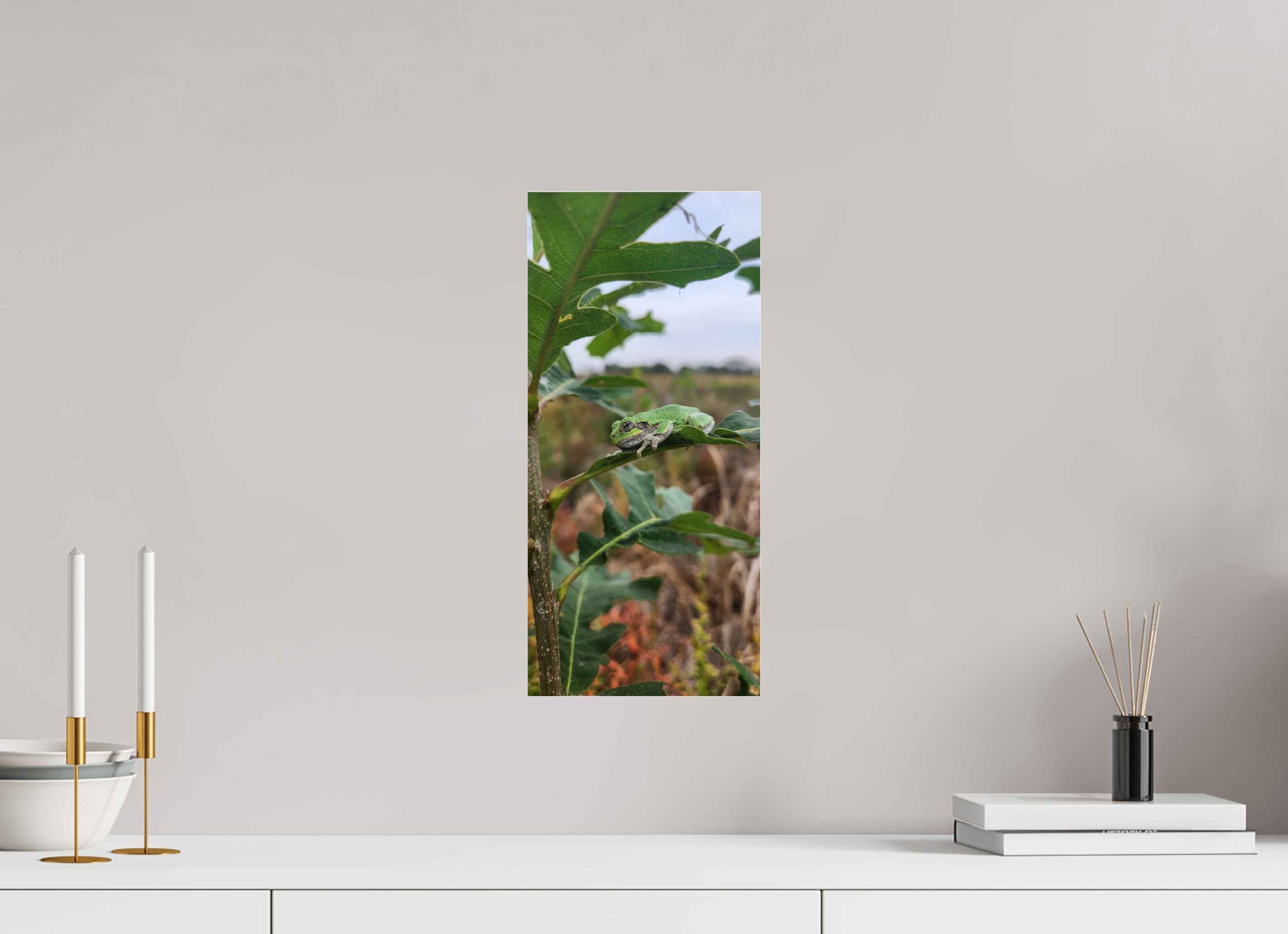 8 x 17.3″, Photo Print Under Acrylic Glass Grey treefrog