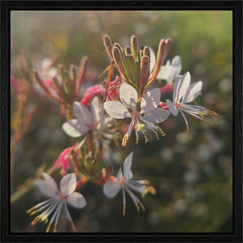 Main image Morning light