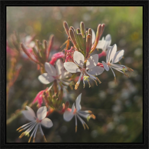 Main image Morning light