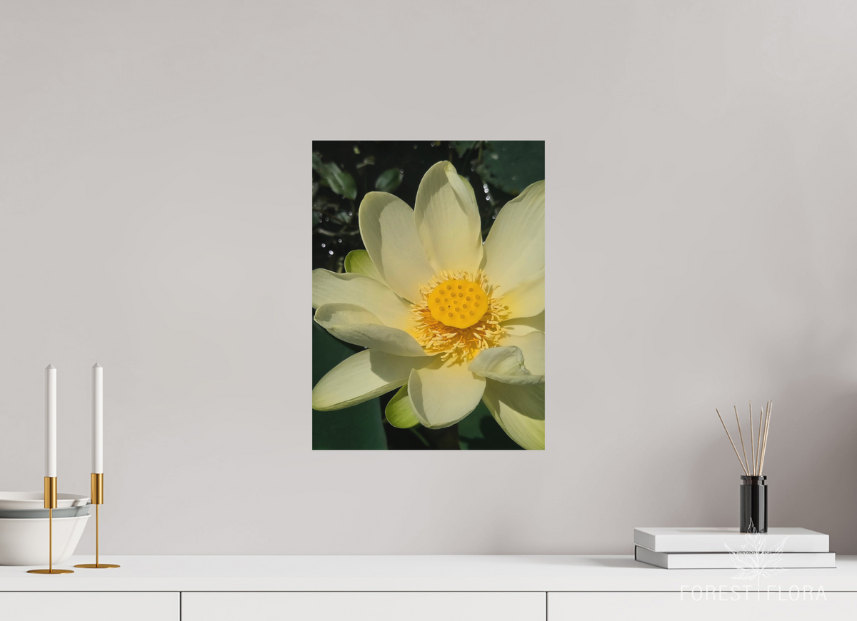 12 x 16″, aluminum print American lotus